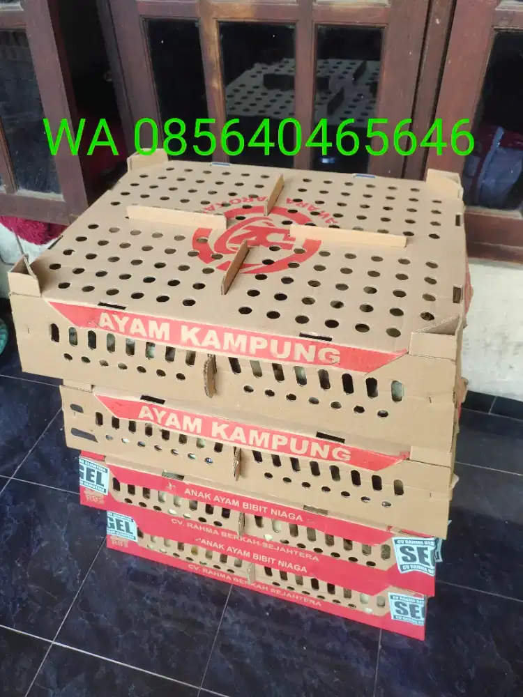 Kub 2 ( ayam kampung unggul)