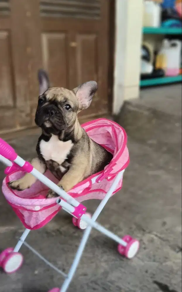 Anjing Frenchie French Bulldog