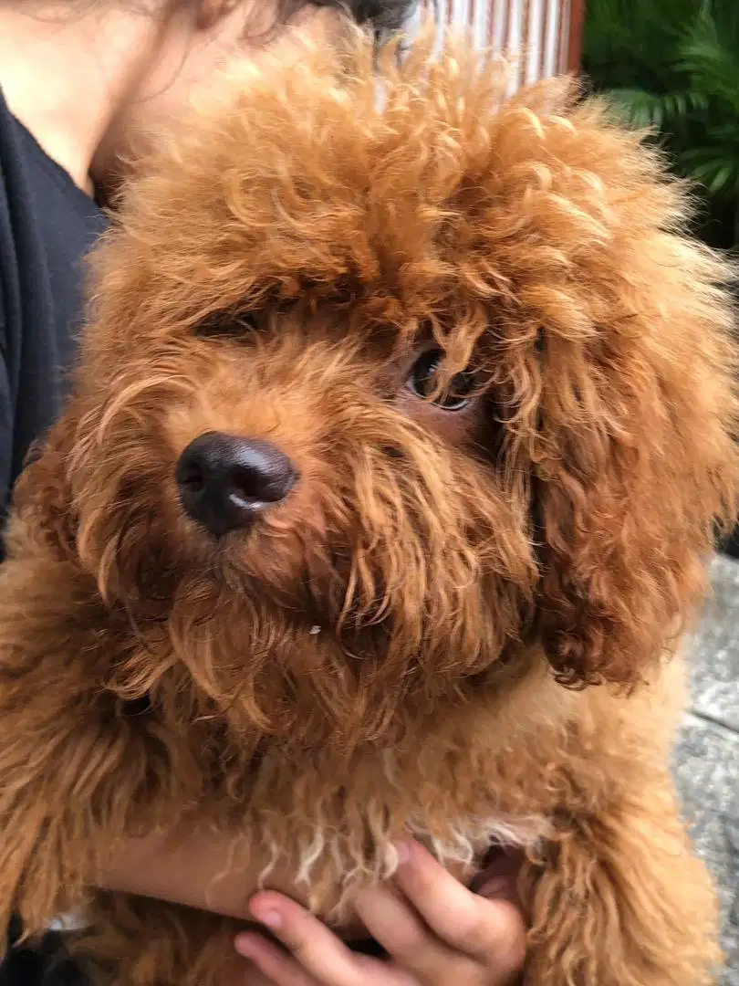 anjing Toy Poodle