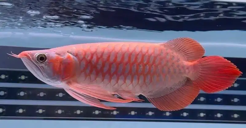 Arwana super red 35cm udah merah