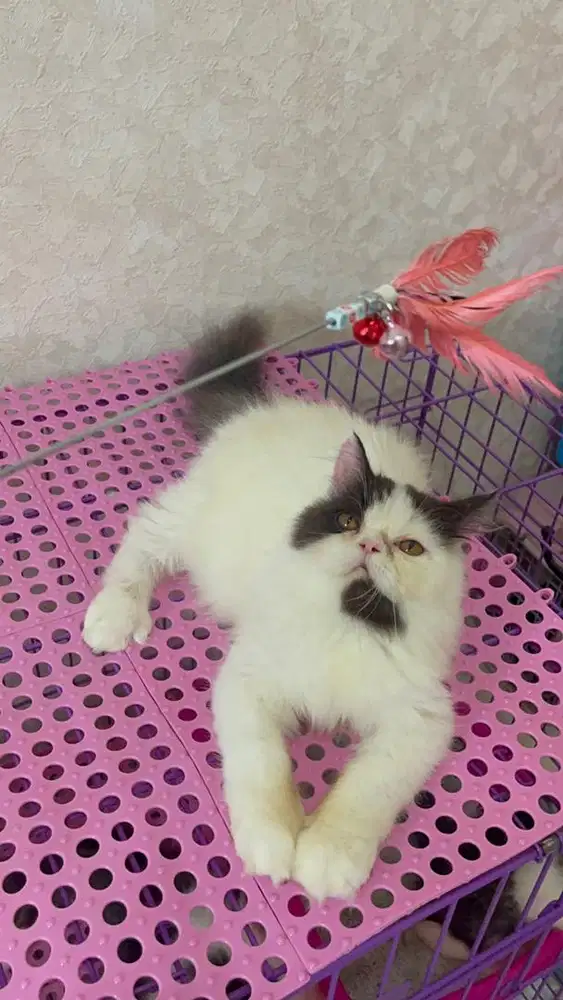 LA Lepas Adopt Kucing Persia Peaknose Line PED