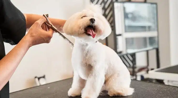 Dicari groomer styling model anjing pengalaman