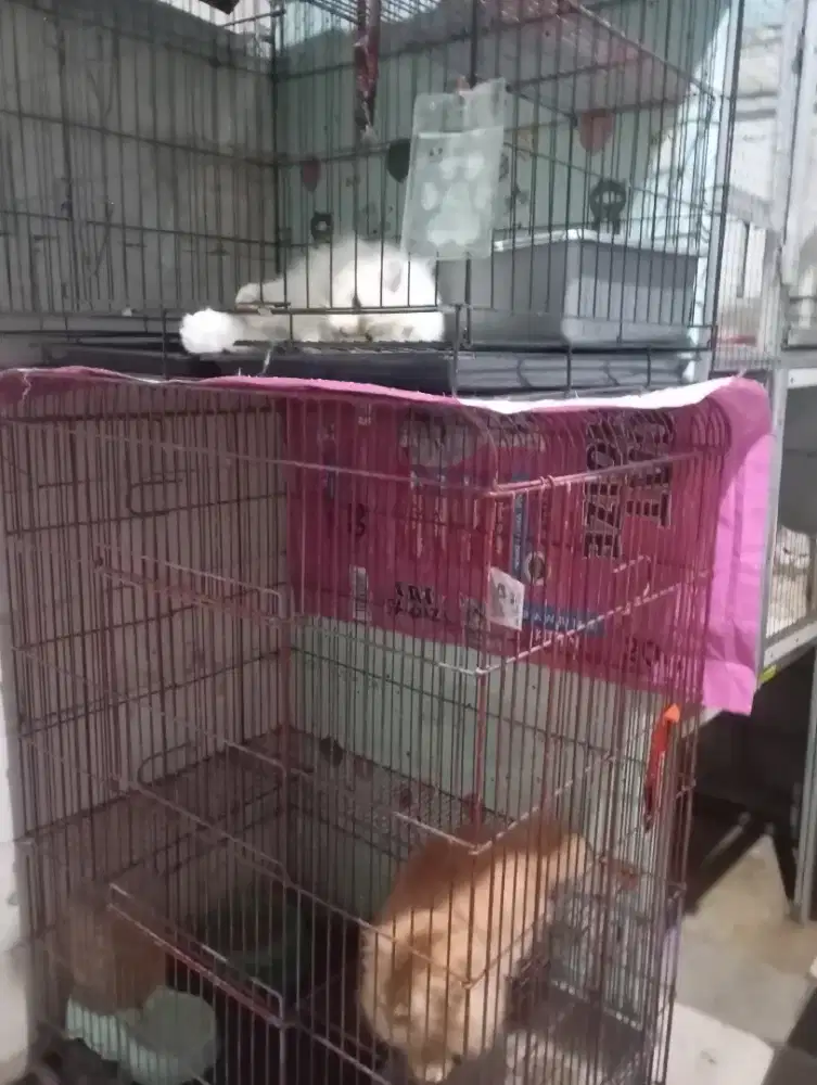 Lelang kandang besi jumbo tingkat murce