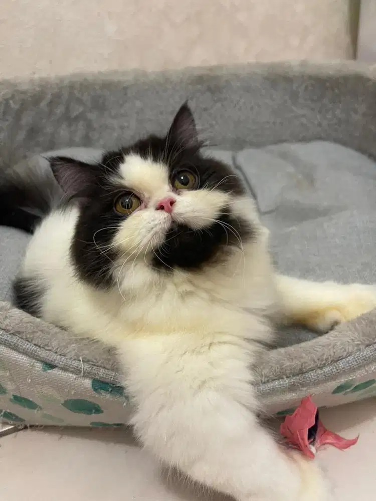 LA Lepas Adopt Kucing Persian Long Hair Line PED