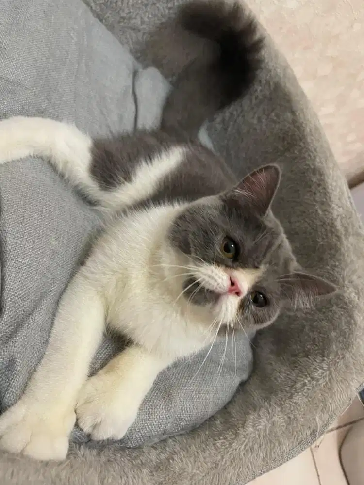 Kucing BSH British Short Hair