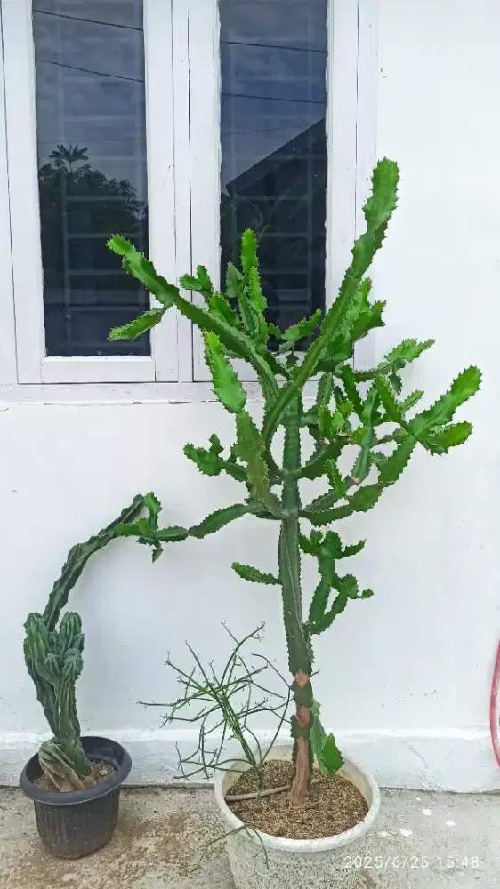 Kaktus tulangan hijau