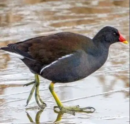 burung mandar batu cocok buat aviary