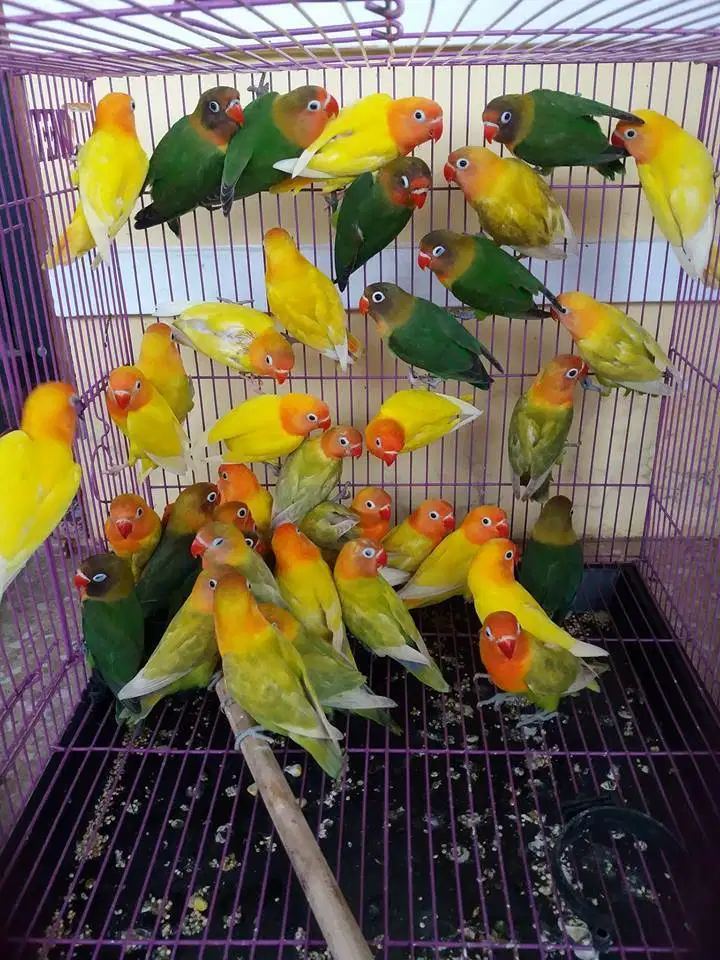 grosir burung love bird jakarta barat