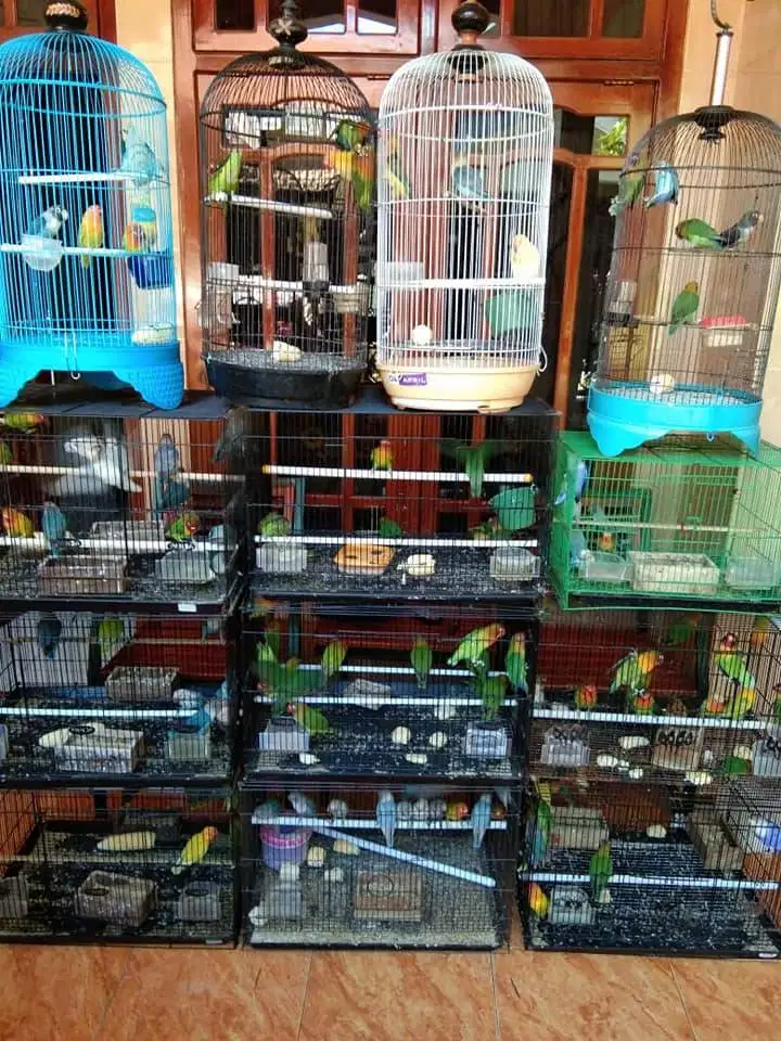 jual burung kenari bahan dan gacor banyak pilihan