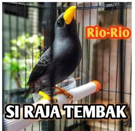 burung jalak rio rio bahan jantan