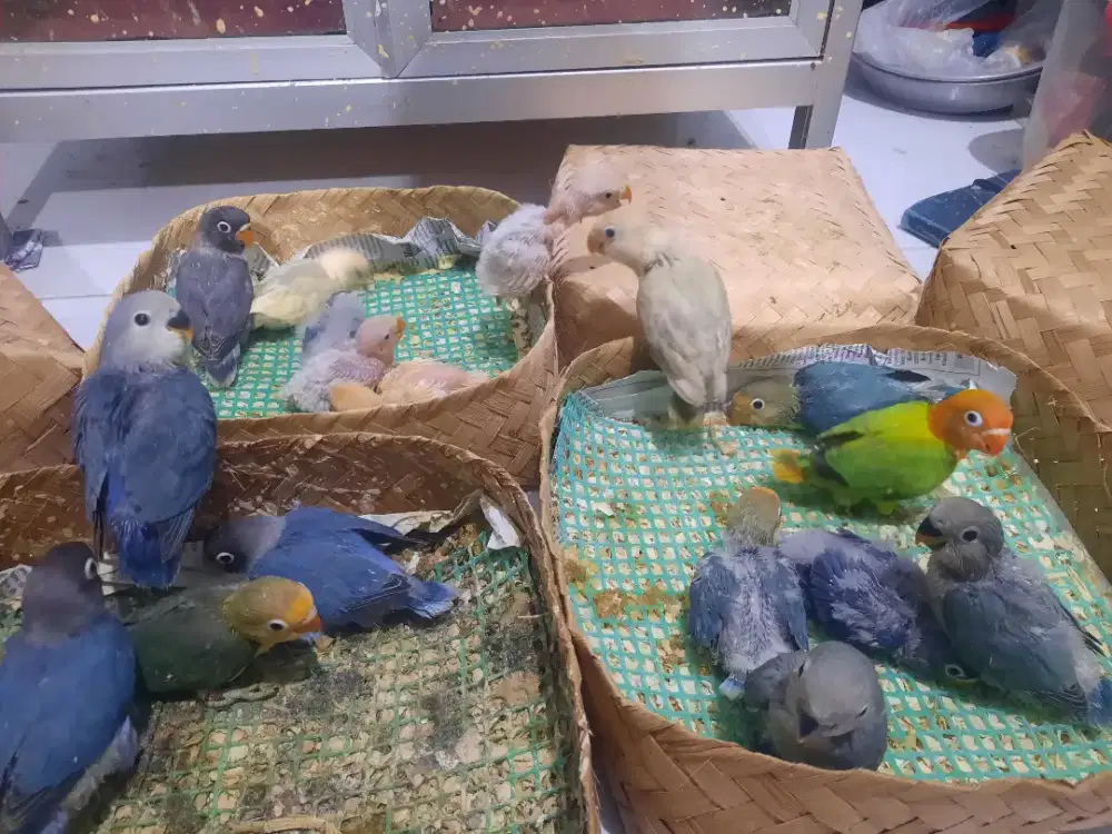 Lovebird Lolohan Baby buat jinak Non Klep dan Klep