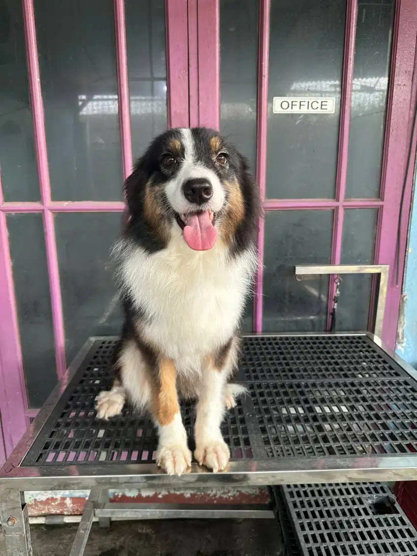 di jual dogy dewasa border collie
