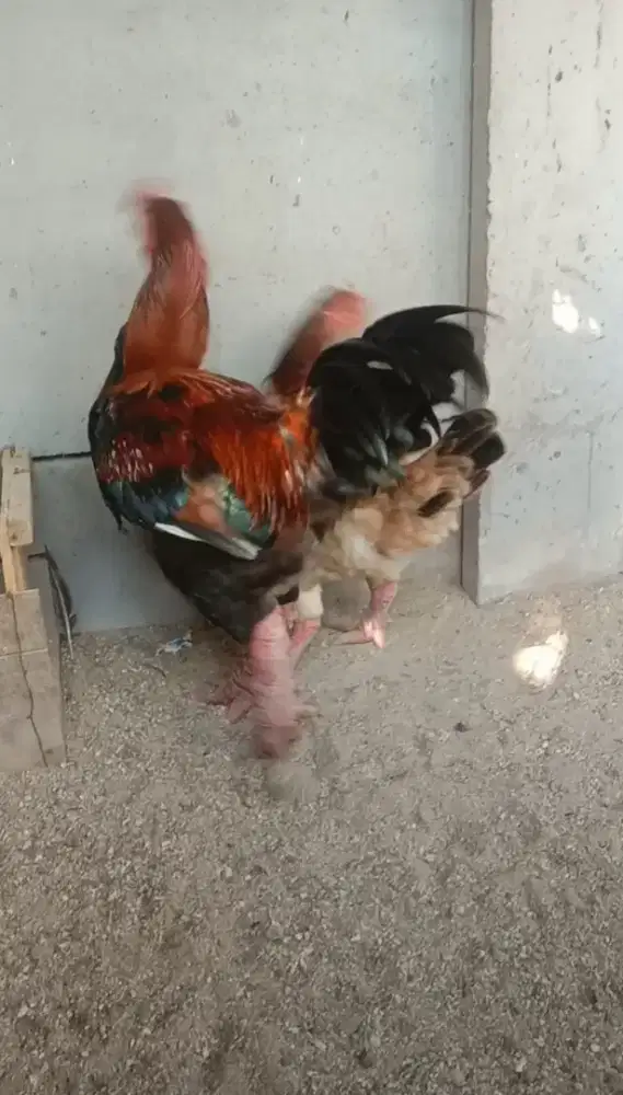 Ayam Kaki Gajah - Dewasa