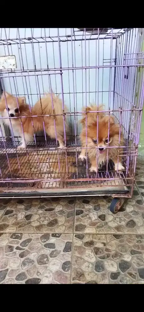 No stb 1 pasang borong aja