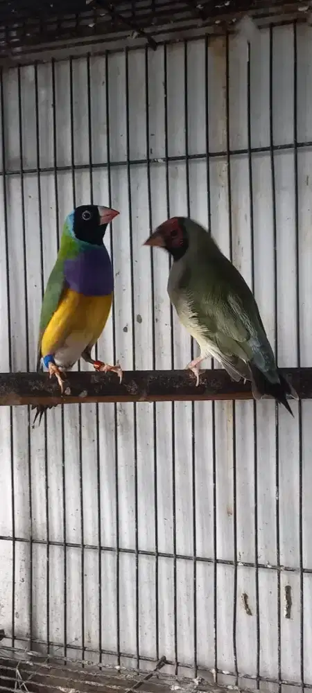 Burung gold amadine sepasang