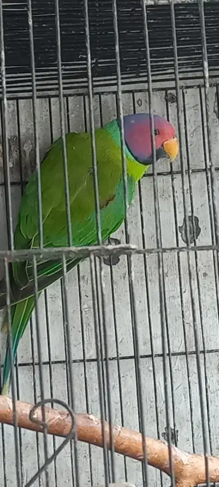 Burung pulmheaded jantan