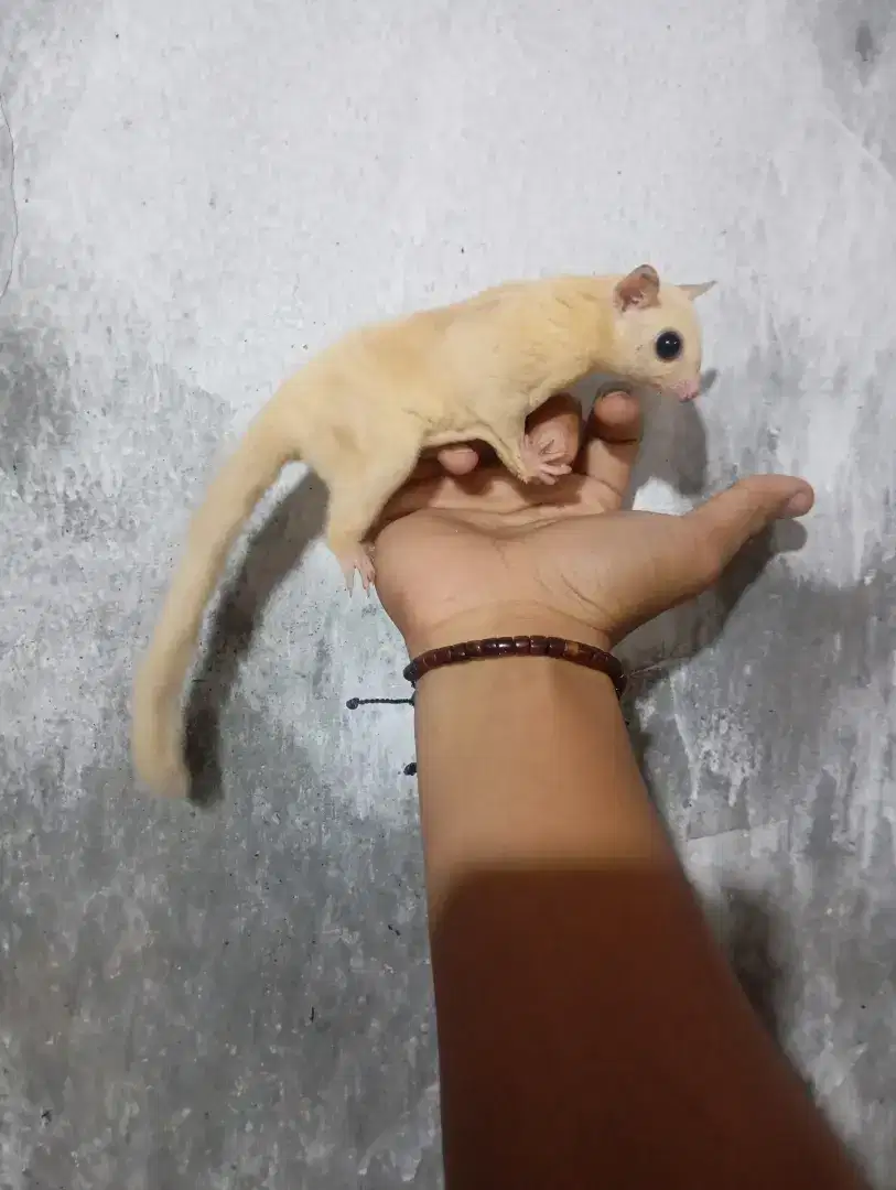 SUGAR GLIDER LEUCISTIC JANTAN JINAK