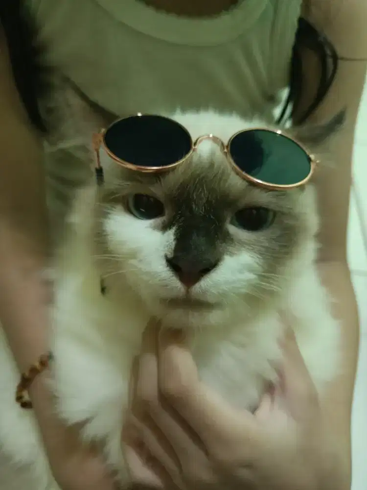 Regdoll warna cream agak coklat