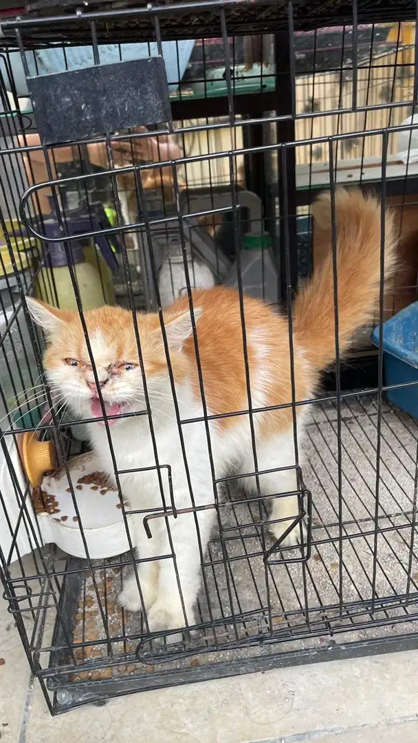 Kucing persia open adopt GERATIS