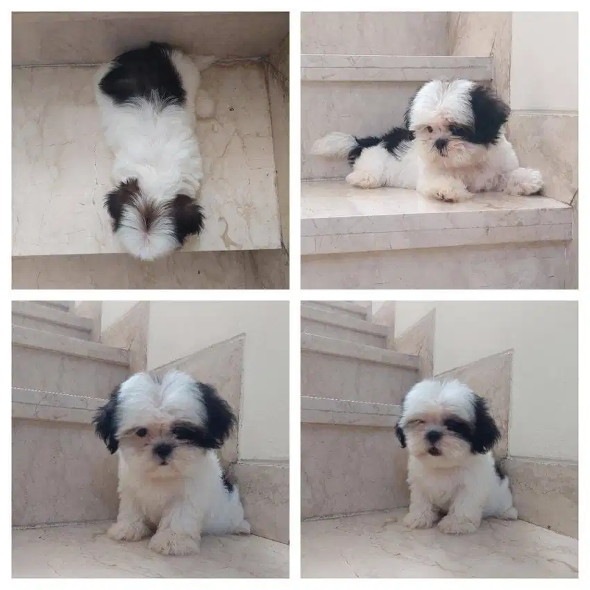 JUAL PUPPIES SHIH TZU