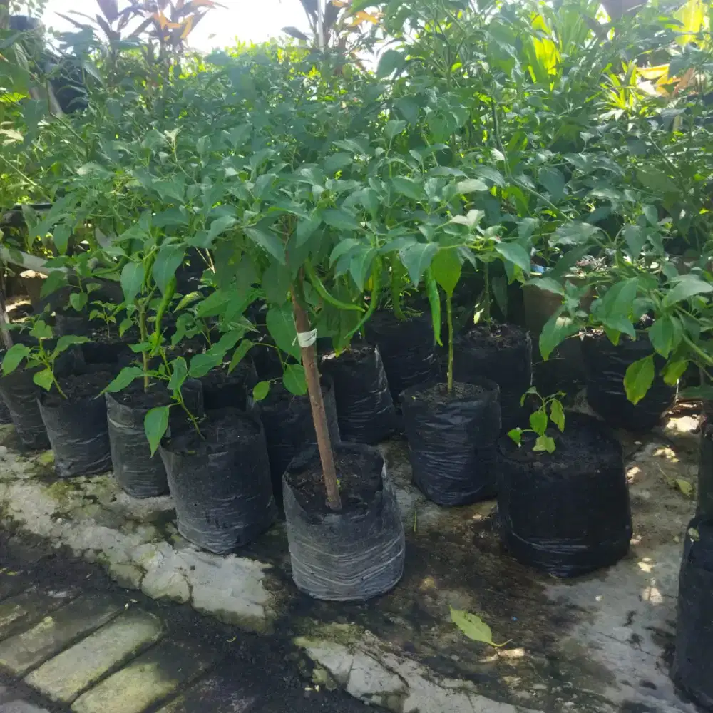 Jual tanaman cabai