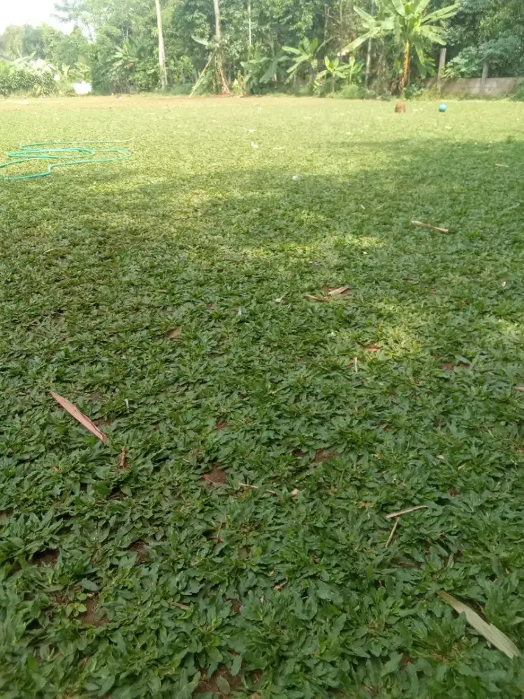 Tukang rumput gajah mini