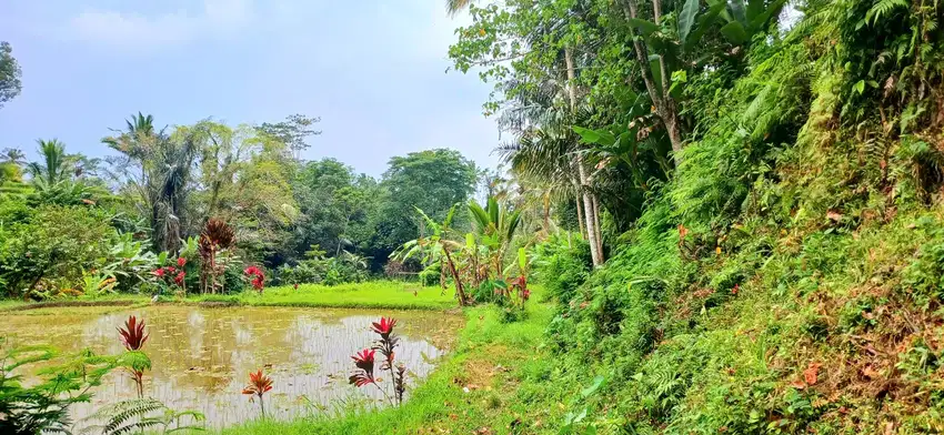 Dijual tanah 2000 m2 di Pupuan dkt Tegallalang Gianyar Bali