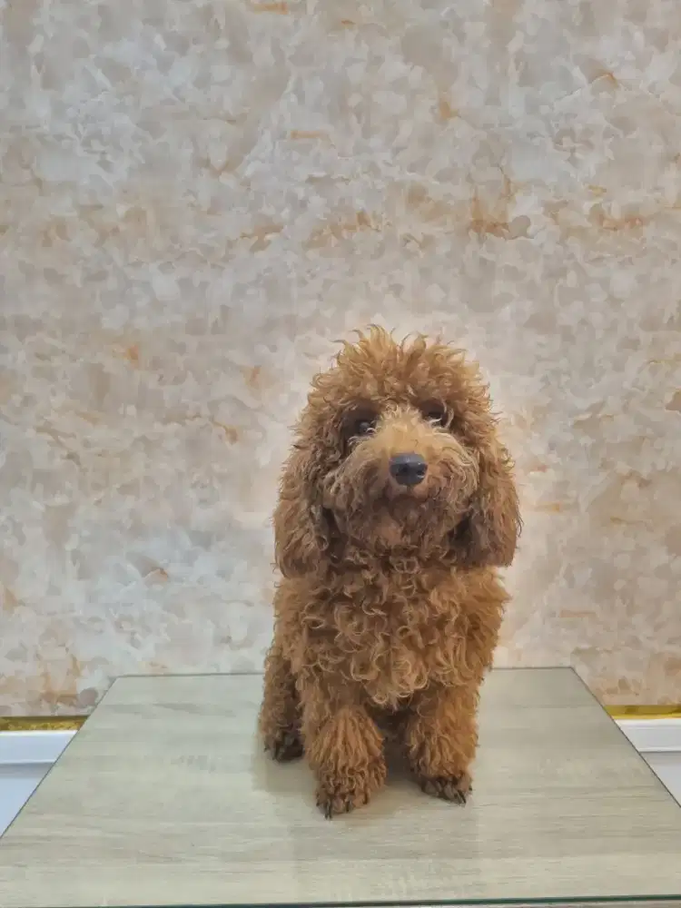 Grooming anjing profesional