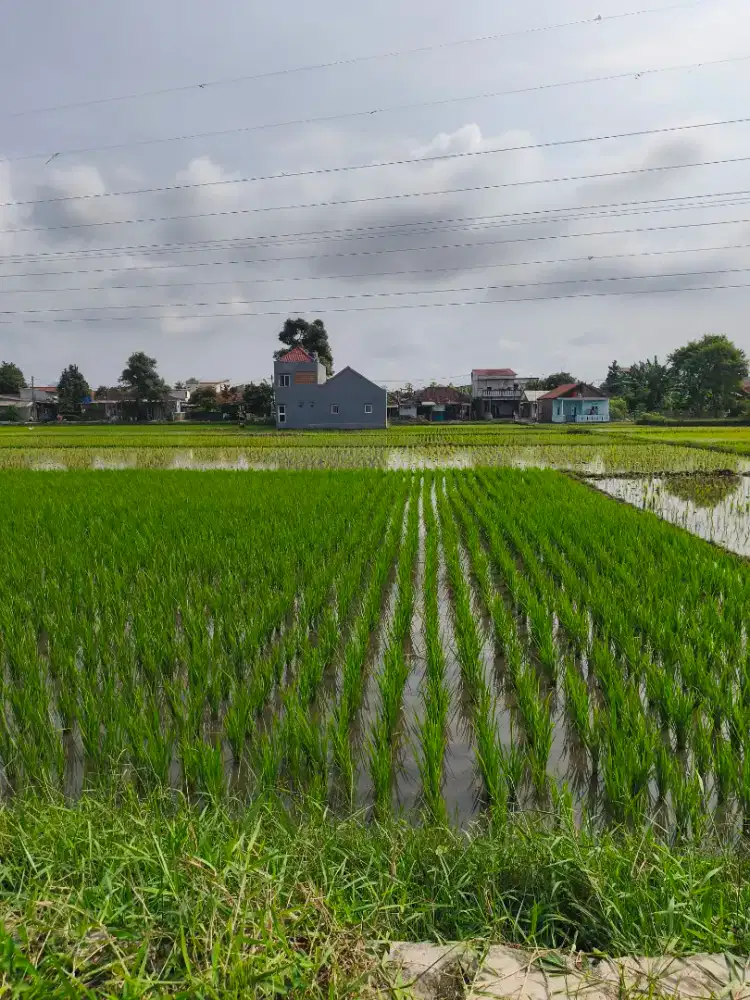 Dijual Lahan Sawah Produktif