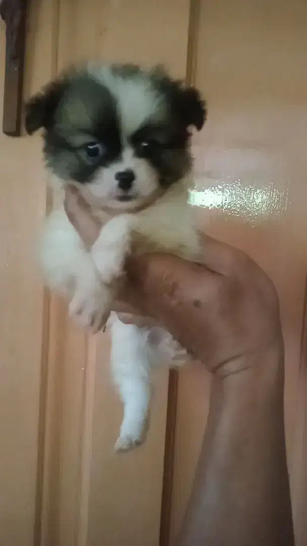 Anjing minipom x shihtzu