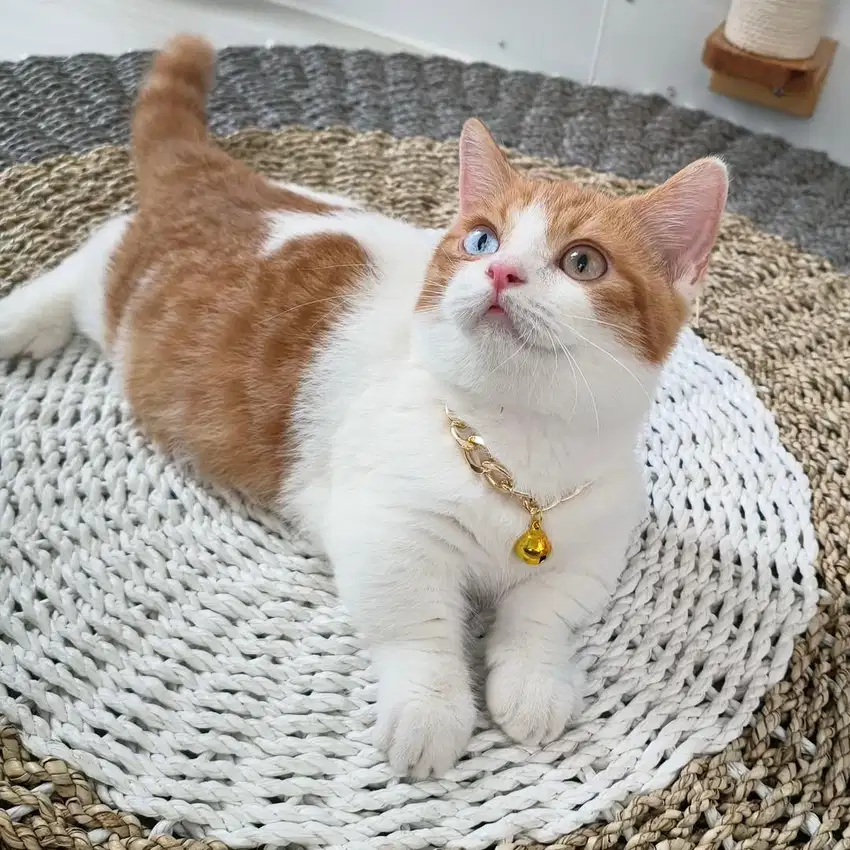 Kucing Munchkin Odd Eyes (Line Import)