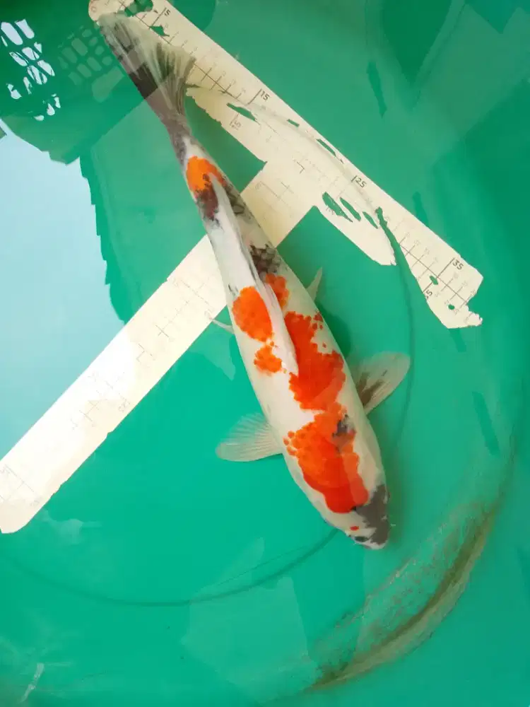 Ikan koi jenis Showa 42cm pola original