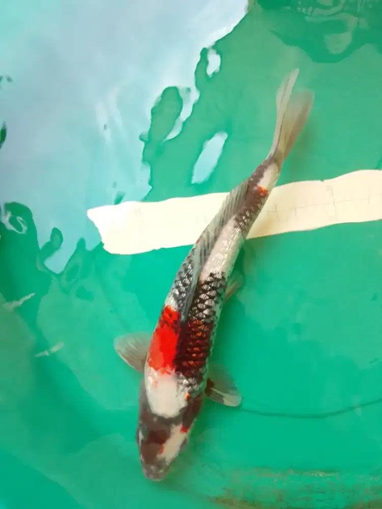 Ikan koi jenis Showa Ginrin 32cm