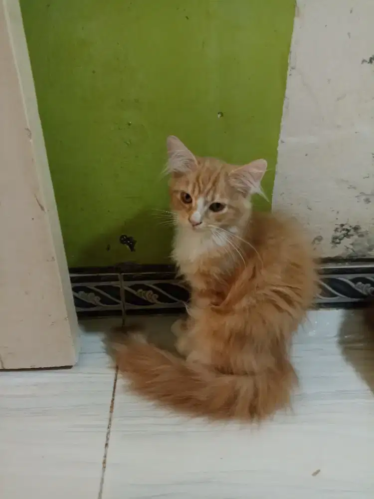 Kucing Persianmix Maincone