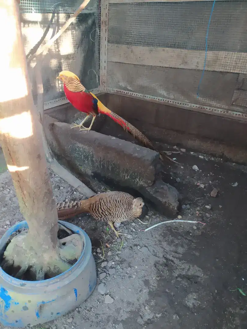 Sepasang ayam hias golden pheasant atau ayam hutan Tibet ori