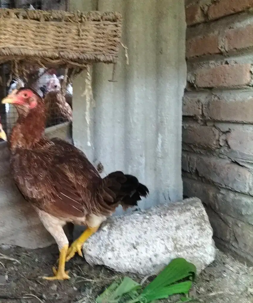 Ayam Pama betina siap produk