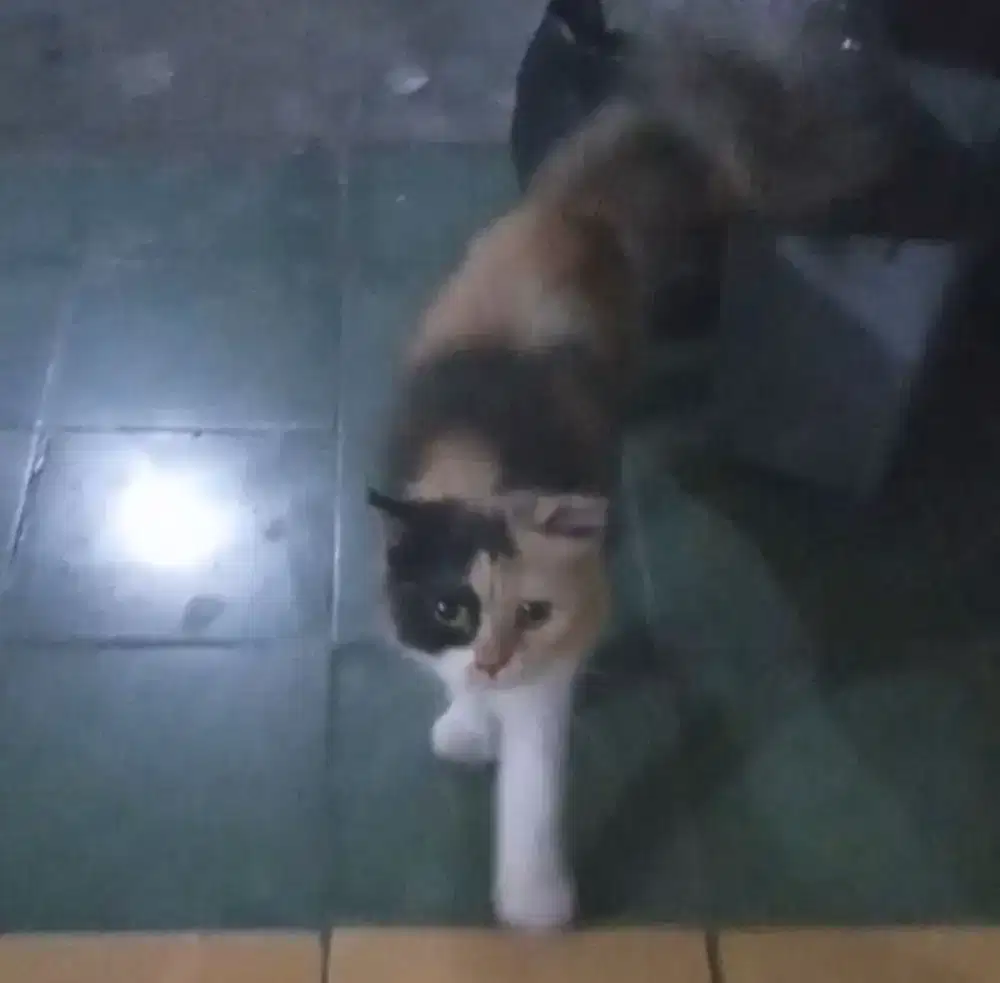 KUCING PERSIA BELANG PERANAKAN