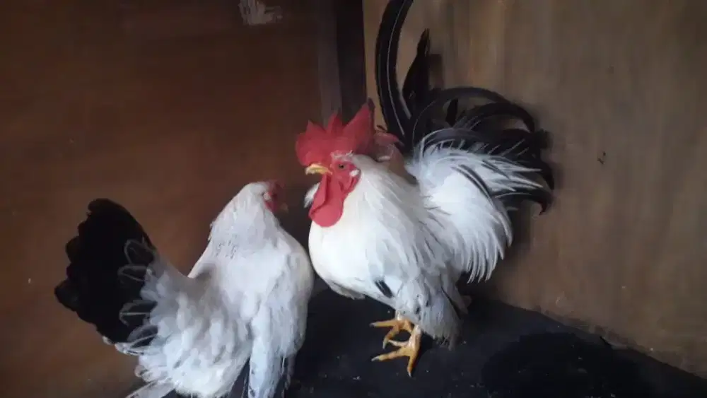 Ayam Kate  balcktail