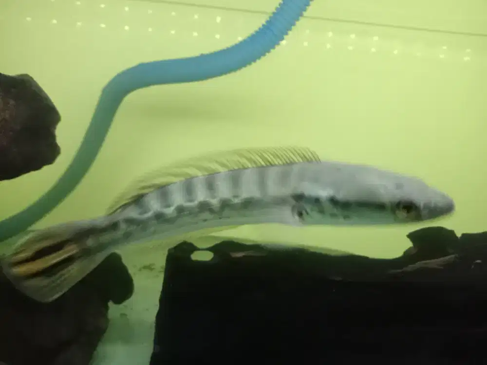 Toman lokasi sawangan