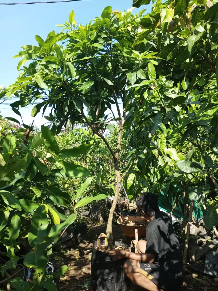 Bibit mangga Manalagi ukuran besar