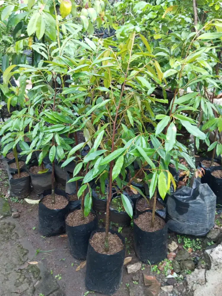 Bibit durian Musang king
