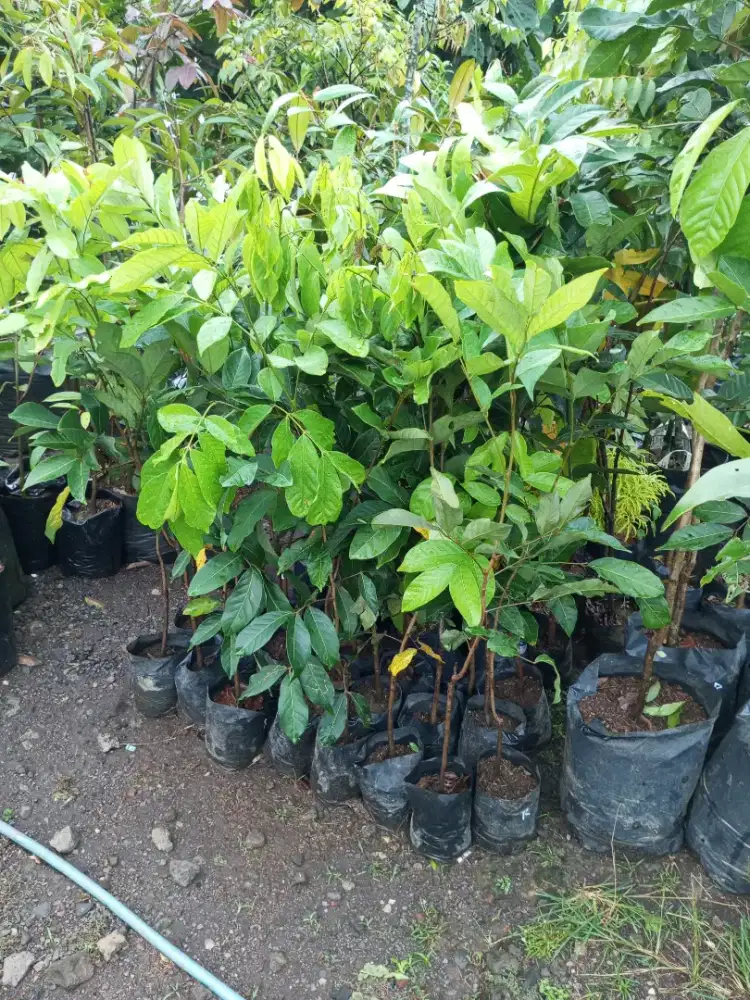 Bibit Rambutan Binjai Rapia