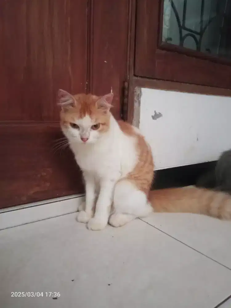 Kucing Persia Jantan 7bln Long hair, Sehat Lucu lincah