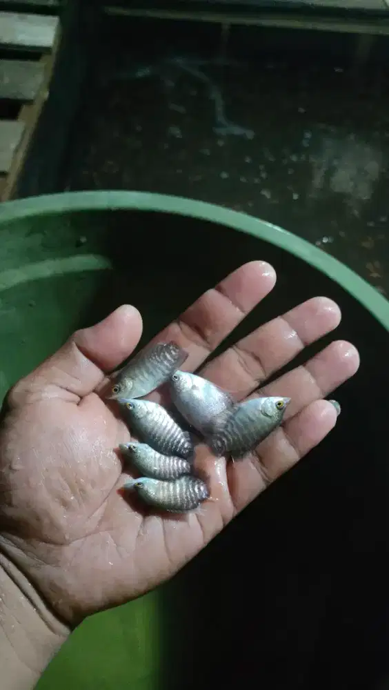 bibit ikan gurami 6-8cm