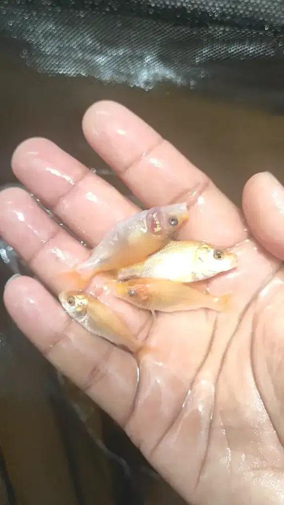 Bibit ikan mas merah