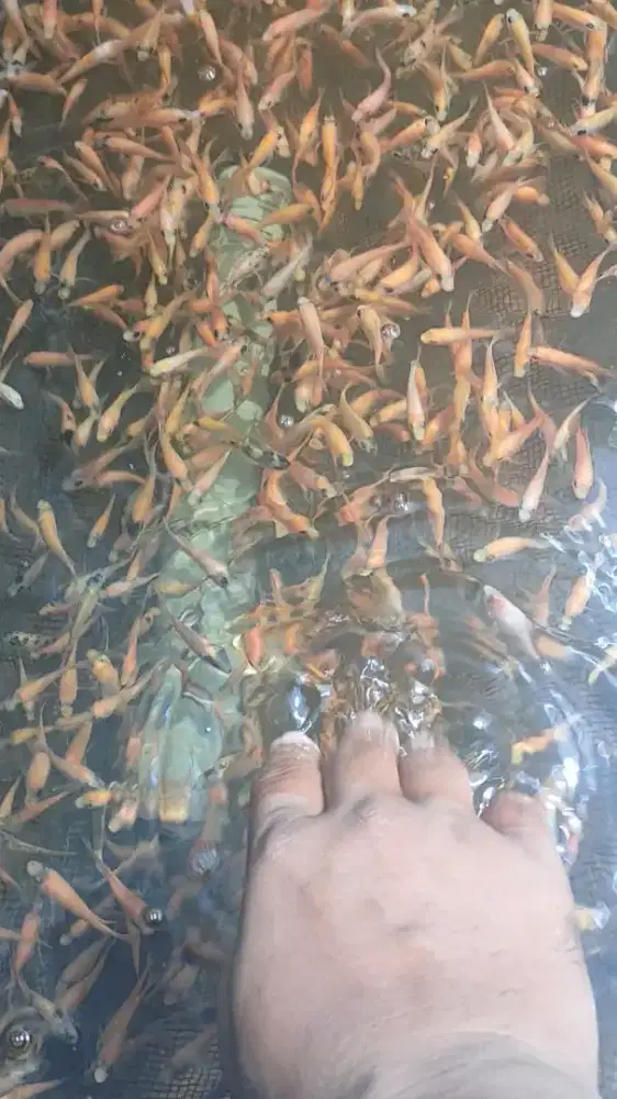 Bibit Nila Merah Murah Sebanjarmasin