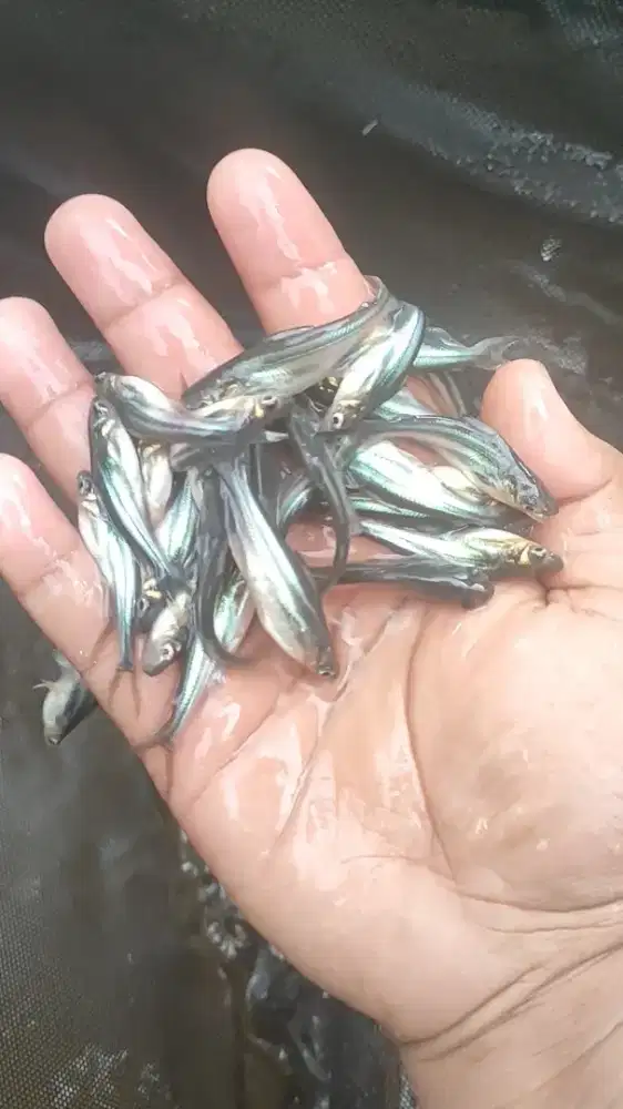 Bibit Ikan Murah Sebanjarmasin