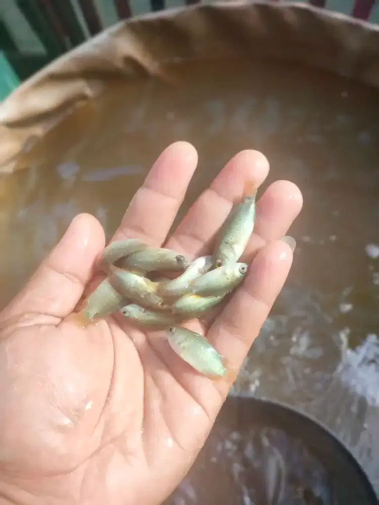 Bibit papuyu super premium