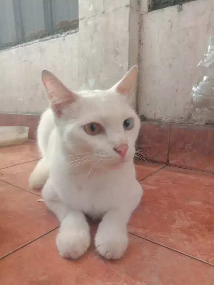 Kucing odd eye betina