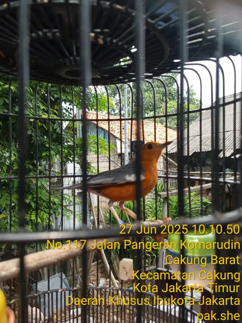 Anis Merah Raja Teler